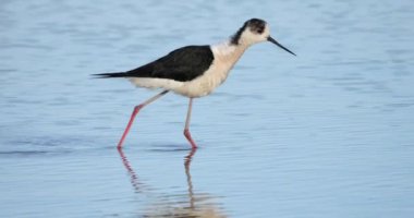 Kara kanatlı stilt (Himantopus himantopus), Camargue, Fransa
