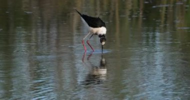 Kara kanatlı stilt (Himantopus himantopus), Camargue, Fransa