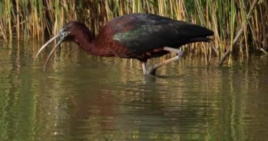 Parlak aynak, Plegadis falcinellus, Camargue, Fransa
