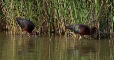 Parlak aynak, Plegadis falcinellus, Camargue, Fransa
