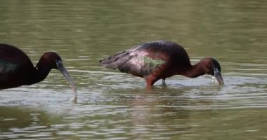 Parlak aynak, Plegadis falcinellus, Camargue, Fransa