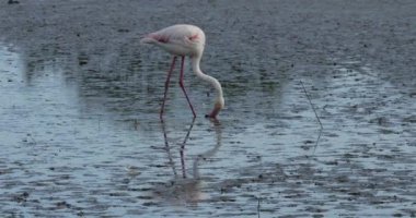 Büyük Flamingolar, Phoenicopterus gülü, Pont De Gau, Camargue, Fransa