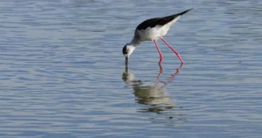 Kara kanatlı stilt (Himantopus himantopus), Camargue, Fransa