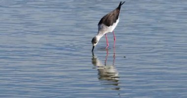 Kara kanatlı stilt (Himantopus himantopus), Camargue, Fransa