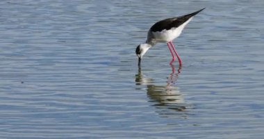 Kara kanatlı stilt (Himantopus himantopus), Camargue, Fransa