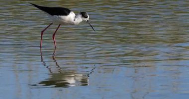 Kara kanatlı stilt (Himantopus himantopus), Camargue, Fransa