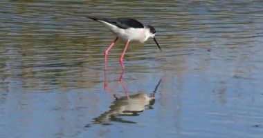 Kara kanatlı stilt (Himantopus himantopus), Camargue, Fransa