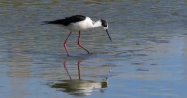 Kara kanatlı stilt (Himantopus himantopus), Camargue, Fransa