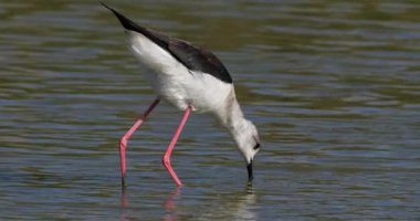 Kara kanatlı stilt (Himantopus himantopus), Camargue, Fransa