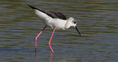 Kara kanatlı stilt (Himantopus himantopus), Camargue, Fransa
