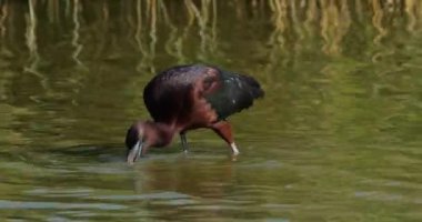 Parlak aynak, Plegadis falcinellus, Camargue, Fransa