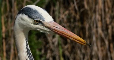 Camargue, Fransa 'daki gri balıkçıl portresi..