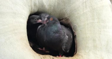 Kaya güvercini yuvada genç kuşları besliyor, Fransa