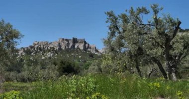 Üzüm bağları ve zeytin ağaçları, Les Baux de Provence, Fransa