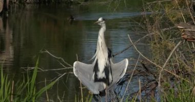 Gri balıkçıl, Ardea Cinerea, Camargue, Fransa 'daki Pont de Gau ornitoloji parkı.