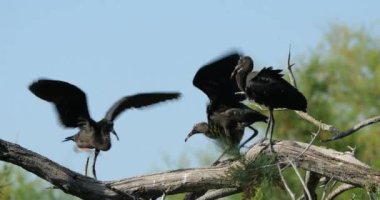 Buzlu ayva sürüsü, Plegadis falcinellus, Camargue, Fransa