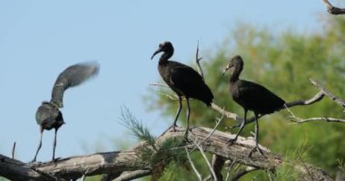 Buzlu ayva sürüsü, Plegadis falcinellus, Camargue, Fransa