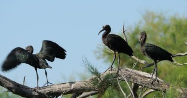 Buzlu ayva sürüsü, Plegadis falcinellus, Camargue, Fransa