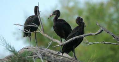 Buzlu ayva sürüsü, Plegadis falcinellus, Camargue, Fransa