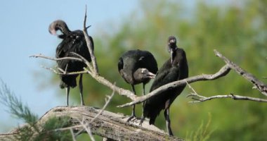 Buzlu ayva sürüsü, Plegadis falcinellus, Camargue, Fransa