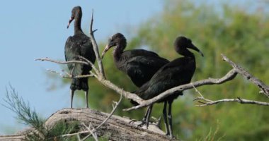 Buzlu ayva sürüsü, Plegadis falcinellus, Camargue, Fransa