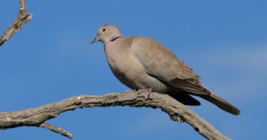 Mavi gökyüzüne tünemiş Avrasyalı yakalı güvercin
