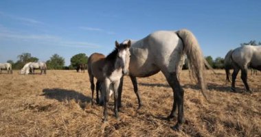 Beyaz kamp atları ve tayları, Camargue, Fransa