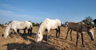 Beyaz kamp atları ve tayları, Camargue, Fransa