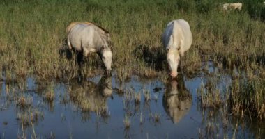 Beyaz kamp atları ve tayları, Camargue, Fransa