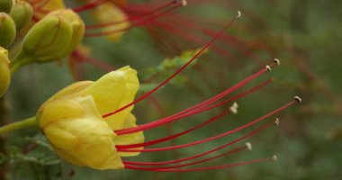 Erythrostemon gilliesii çiçekleri ya da Caesalpinia gilliesii, Güney Amerika 'da yetişen bir süs türüdür.