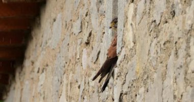 Yaygın kerkenez erkek (Falco tinnunculus), Güney Fransa, 