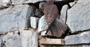 Bir çift ortak omurga (Falco tinnunculus), yuvada, Güney Fransa, 