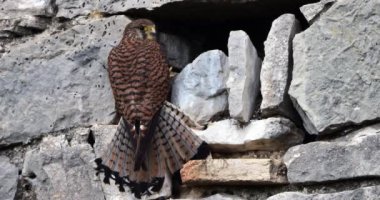 Geniş kerkenez dişi (Falco tinnunculus), yuvada, Güney Fransa, 