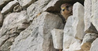 Geniş kerkenez dişi (Falco tinnunculus), yuvada, Güney Fransa, 