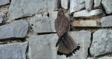 Geniş kerkenez dişi (Falco tinnunculus), yuvada, Güney Fransa, 