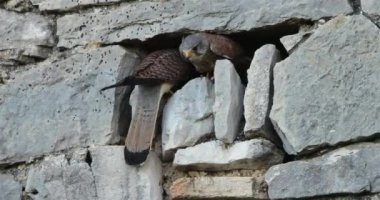 Bir çift ortak omurga (Falco tinnunculus), yuvada, Güney Fransa, 