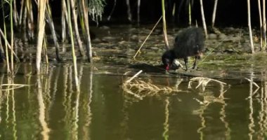 Yaygın bozkır tavuğu civcivi (Gallinula kloropus), Camargue, Fransa