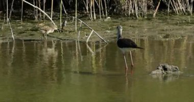 Siyah kanatlı stilt (Himantopus himantopus), yavrusunu izliyor. Camargue, Fransa