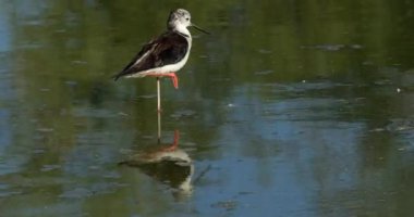 Kara kanatlı stilt (Himantopus himantopus), Camargue, Fransa