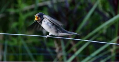 Ahır kırlangıçları (Hirundo rustica) Güney Fransa 'da yavruları besliyor