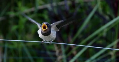 Ahır kırlangıçları (Hirundo rustica) Güney Fransa 'da yavruları besliyor