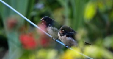 Ahır kırlangıçları (Hirundo rustica) Güney Fransa 'da yavruları besliyor