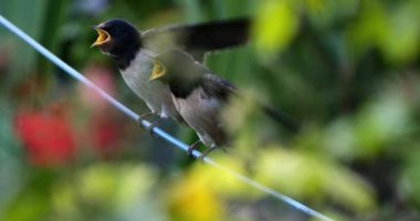 Ahır kırlangıçları (Hirundo rustica) Güney Fransa 'da yavruları besliyor