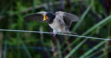 Ahır kırlangıçları (Hirundo rustica) Güney Fransa 'da yavruları besliyor