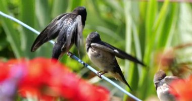 Ahır kırlangıçları (Hirundo rustica) Güney Fransa 'da yavruları besliyor