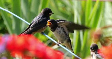 Ahır kırlangıçları (Hirundo rustica) Güney Fransa 'da yavruları besliyor