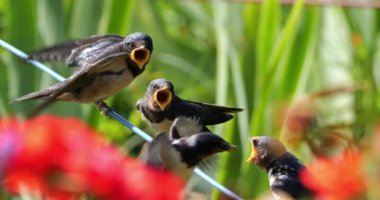 Ahır kırlangıçları (Hirundo rustica) Güney Fransa 'da yavruları besliyor