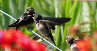 Ahır kırlangıçları (Hirundo rustica) Güney Fransa 'da yavruları besliyor
