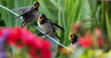 Ahır kırlangıçları (Hirundo rustica) Güney Fransa 'da yavruları besliyor