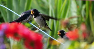 Ahır kırlangıçları (Hirundo rustica) Güney Fransa 'da yavruları besliyor